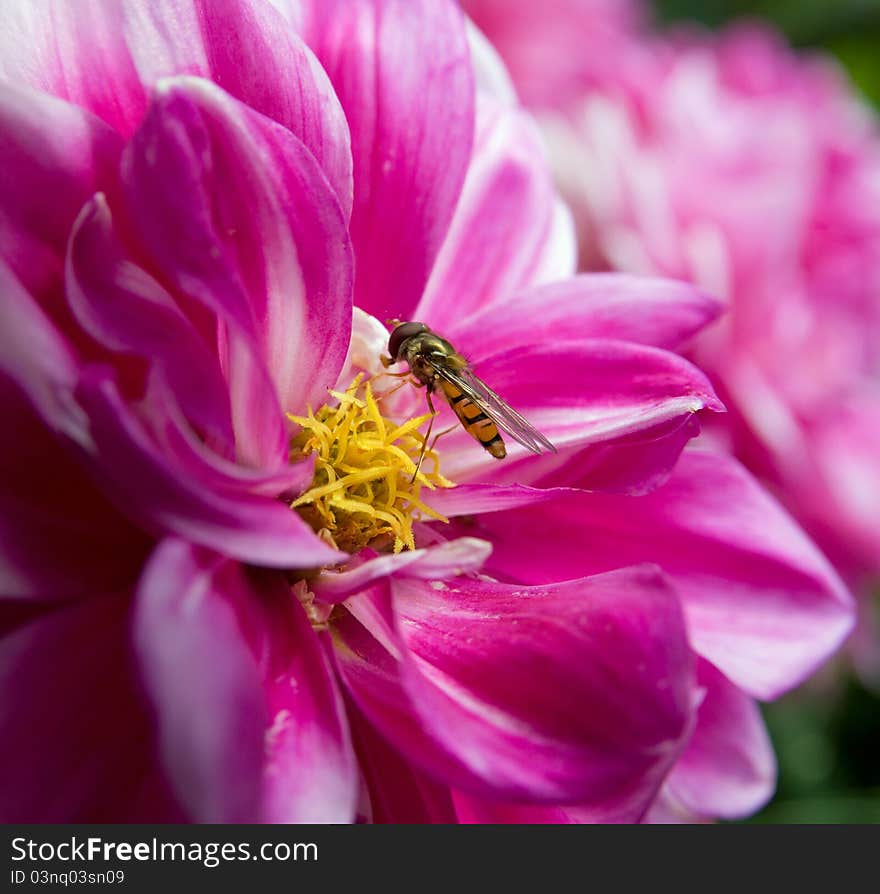 Pink flower with wasp