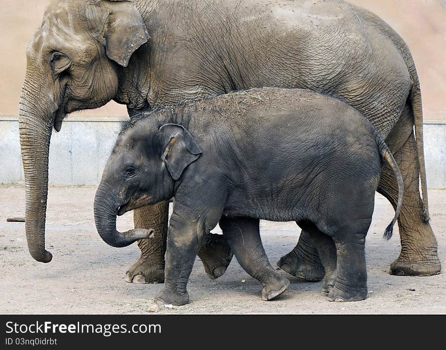 Elephant and baby elephant at the watering. Elephant and baby elephant at the watering