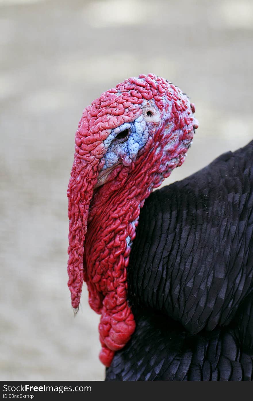 Turkey-cock