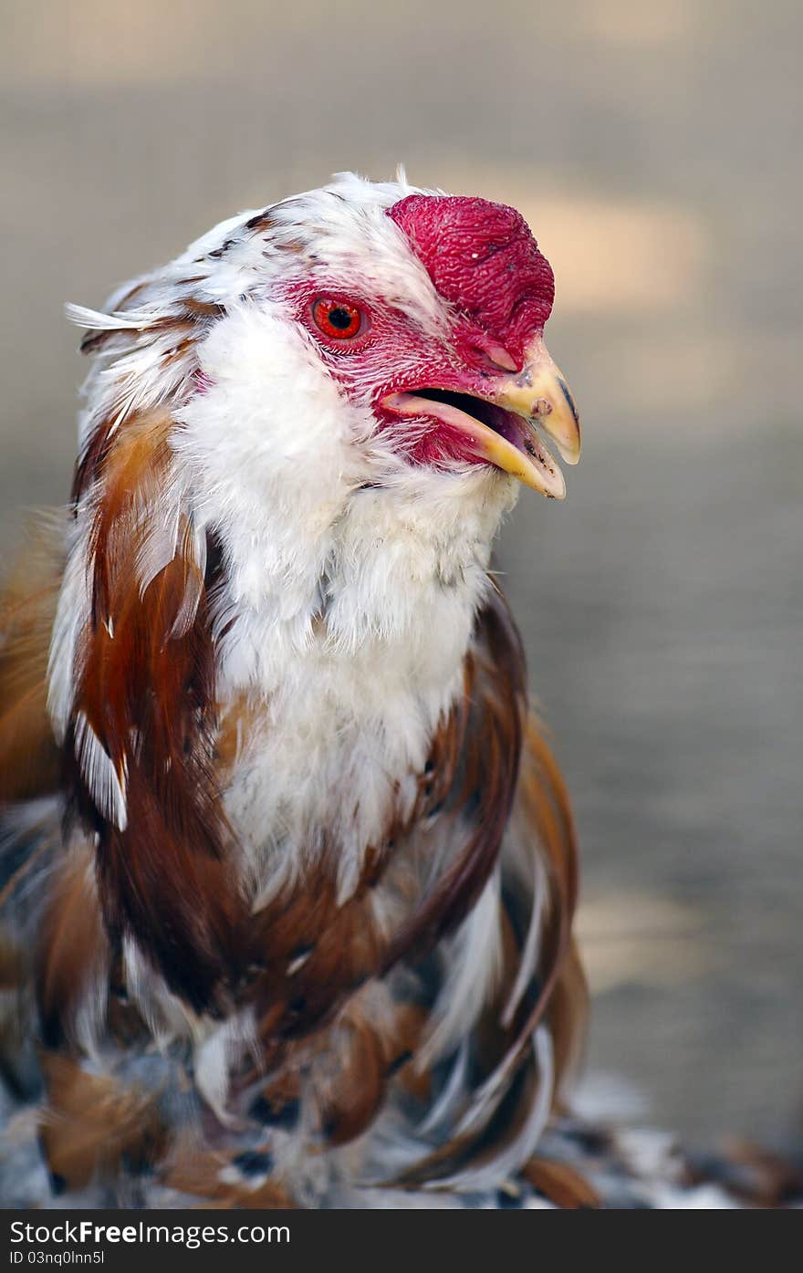 Cock head with open beak