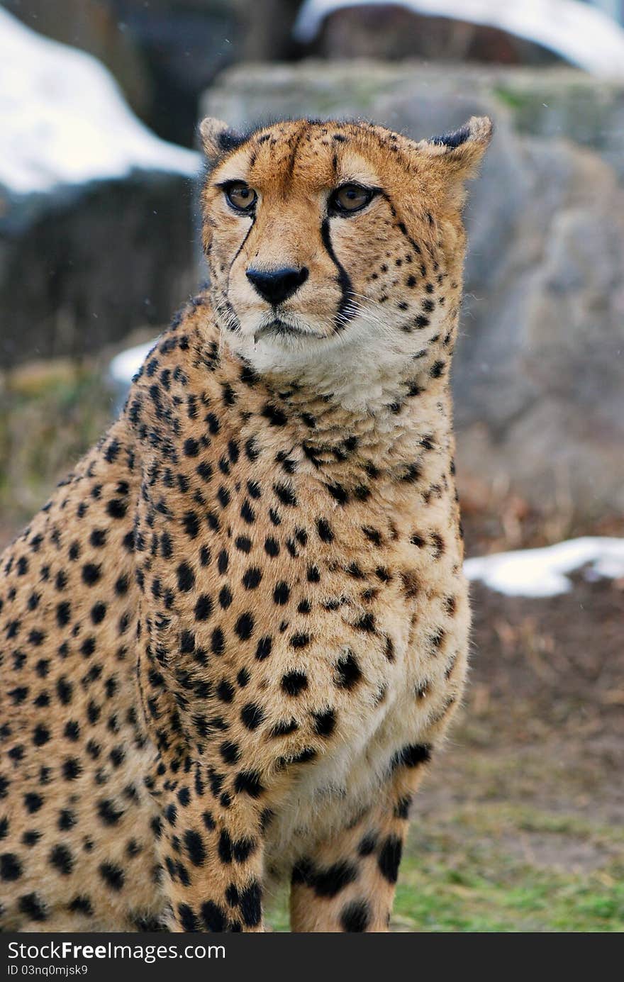 Cheetah