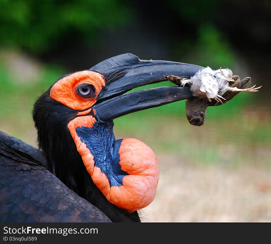 Southern Ground Hornbill; Bucorvus Leadbeateri; South Africa. In its beak caught sparrow. Southern Ground Hornbill; Bucorvus Leadbeateri; South Africa. In its beak caught sparrow