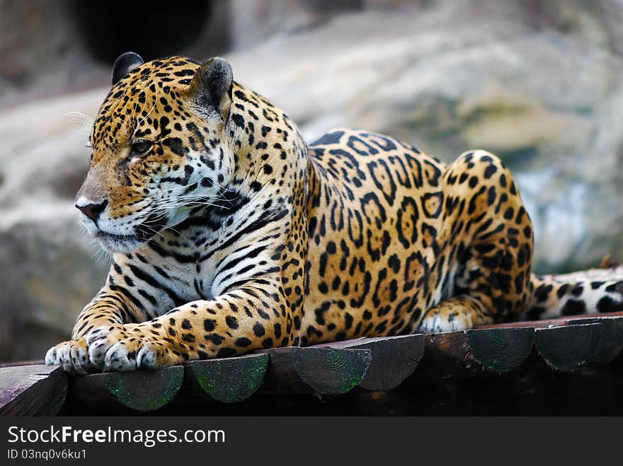 Leopard Portrait