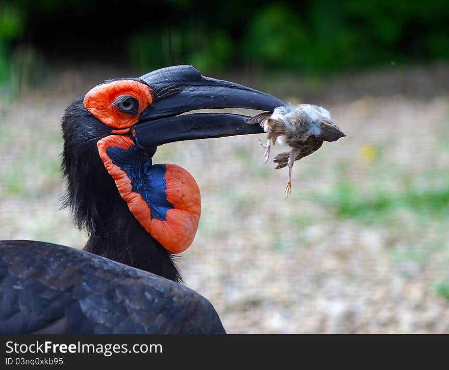 Southern Ground Hornbill; Bucorvus Leadbeateri; South Africa. In its beak caught sparrow. Southern Ground Hornbill; Bucorvus Leadbeateri; South Africa. In its beak caught sparrow