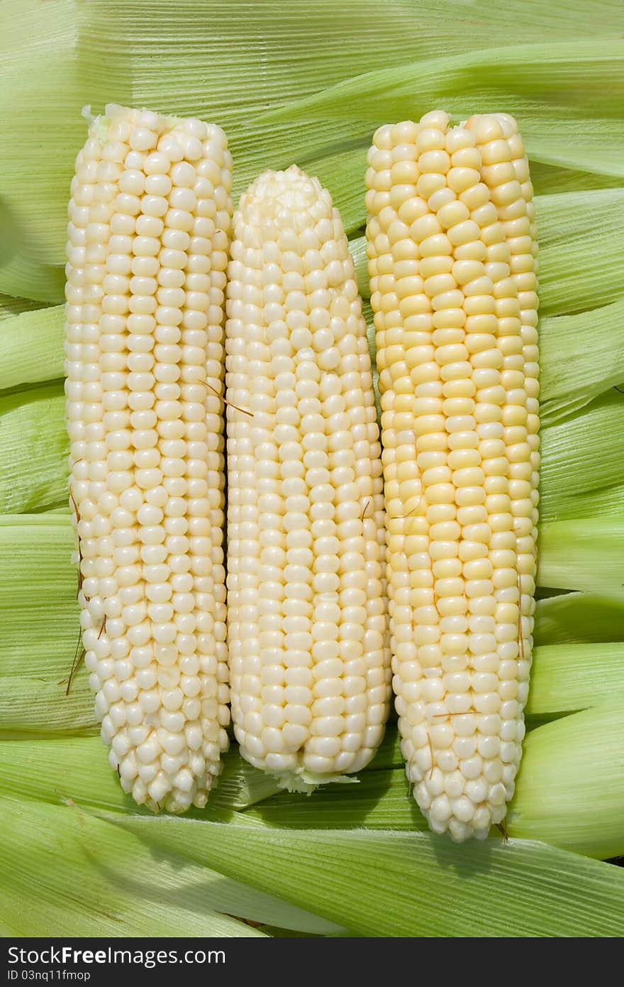 Corn Against Green Leaves.