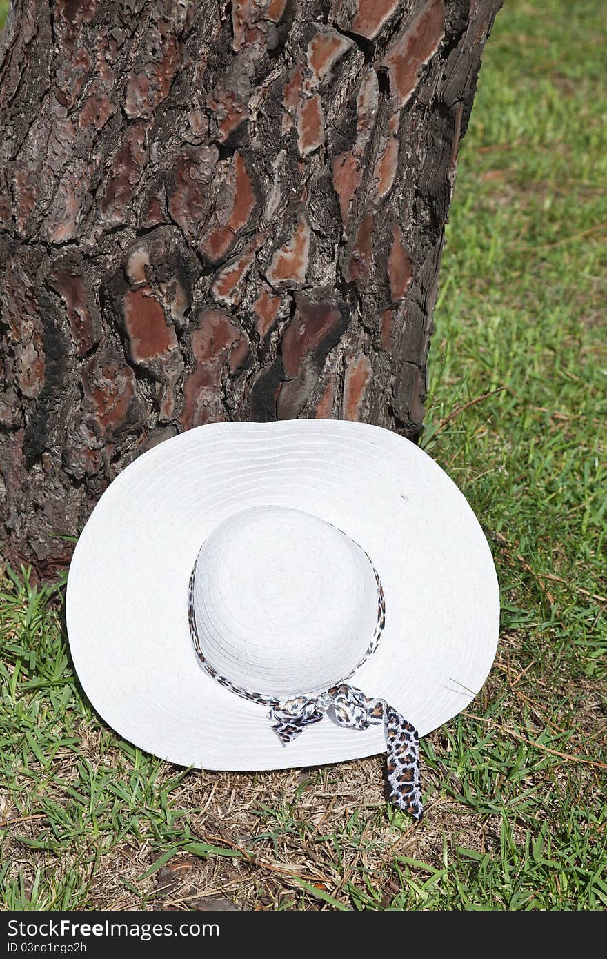 Summer hat resting on a pine