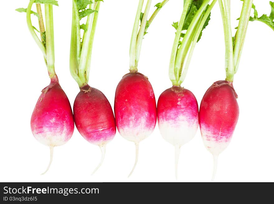 Five fresh garden radishes isolated over white background