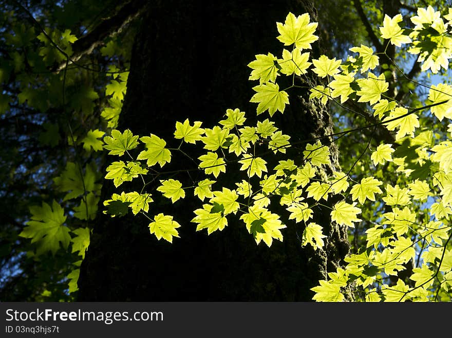 Leaves on a tree with sunlight shining thougfh them