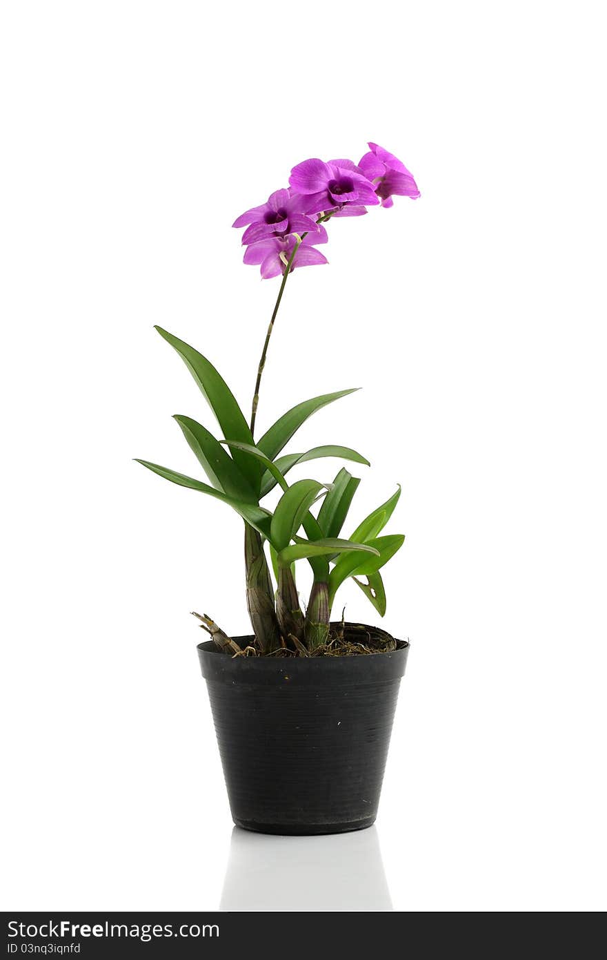 Spring pink flower with flowerpot isolated on white background