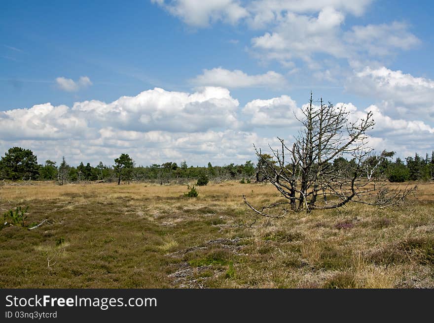 Landscape with grass, blue sky and dead trees on Romo in Denmark. Landscape with grass, blue sky and dead trees on Romo in Denmark