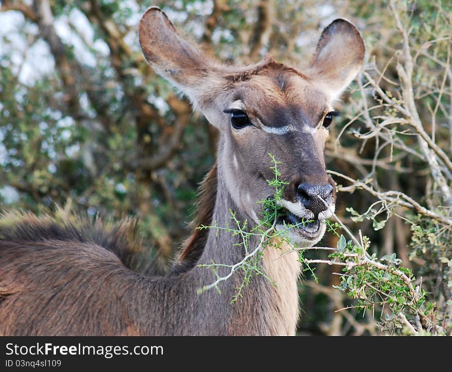 Kudu Eating A Twig In Early Morning Sun