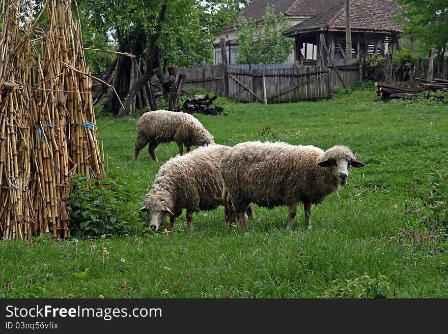 Sheeps grazing on the field. Sheeps grazing.