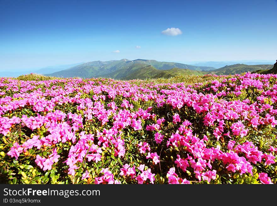 Magic pink rhododendron flowers on summer mountain