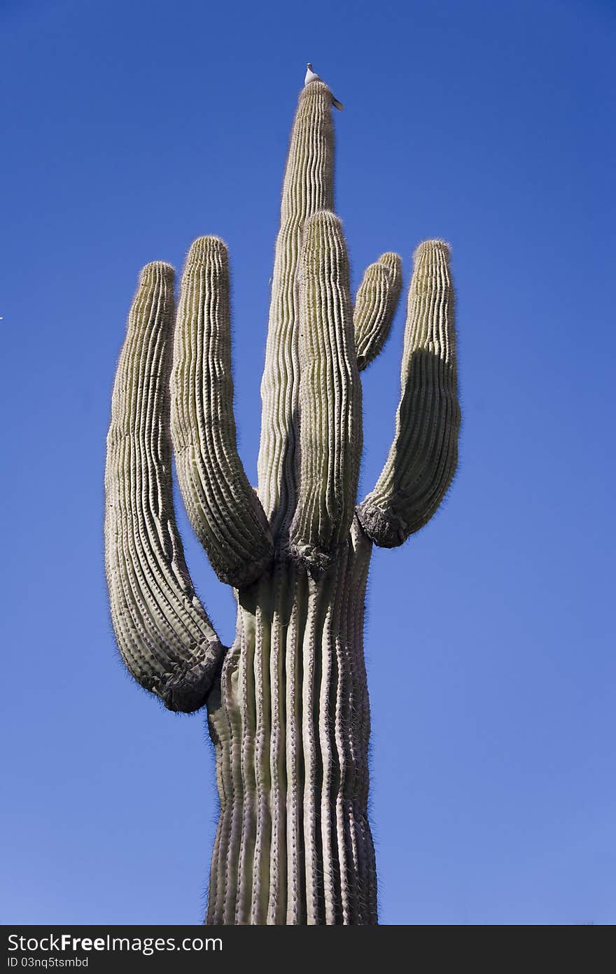 Towering Saguaro with Bird on Top