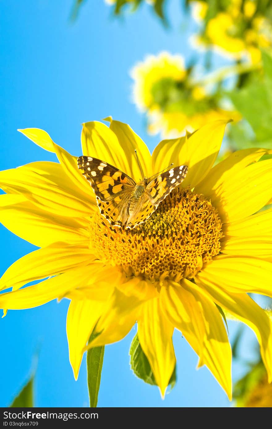 Close up shot of a butterfly on a leaf with a green background