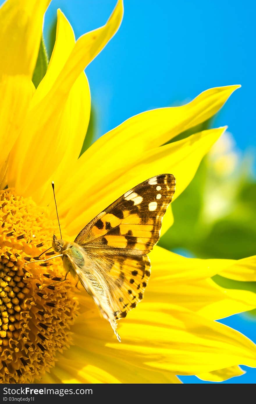 Close up shot of a butterfly on a leaf with a green background