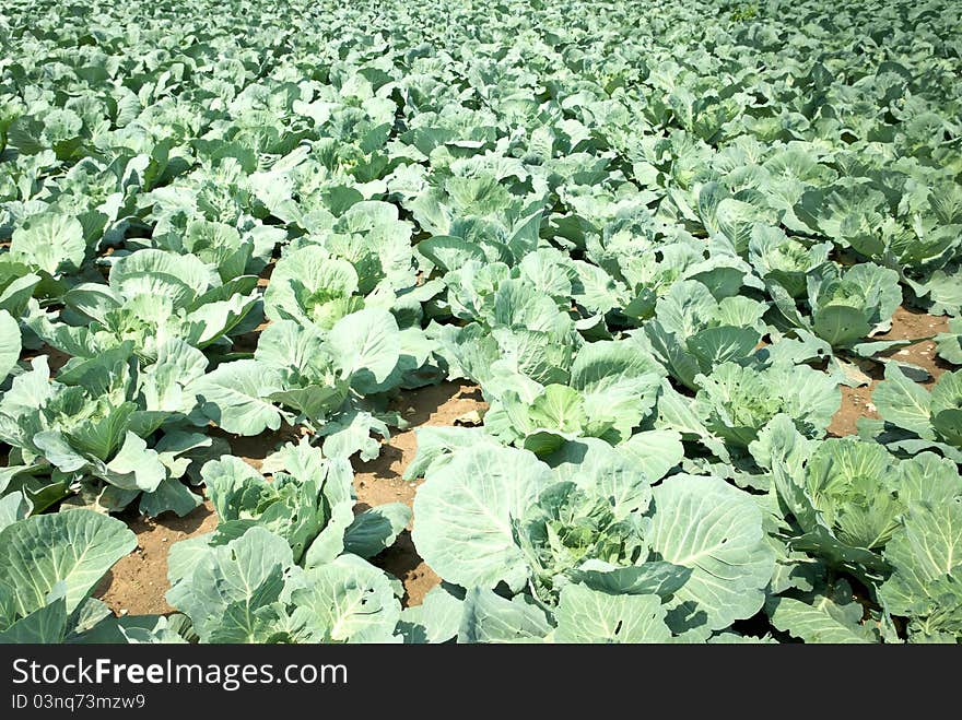 Rows of salad, cabbage on an agriculture field