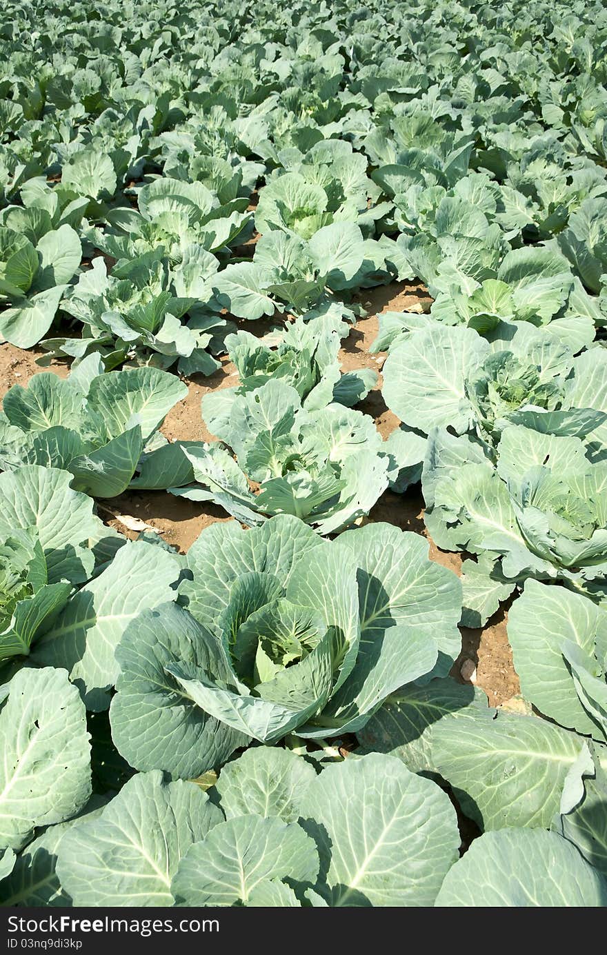 Rows of salad, cabbage on an agriculture field