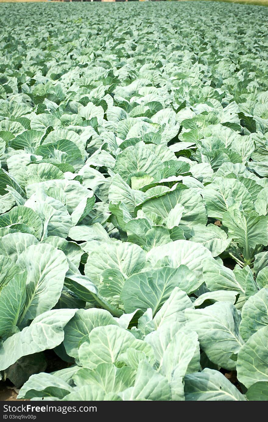 Rows of salad, cabbage on an agriculture field