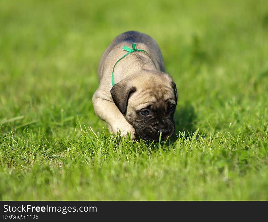 Little bullmastiff puppy with green ribbon. Little bullmastiff puppy with green ribbon.