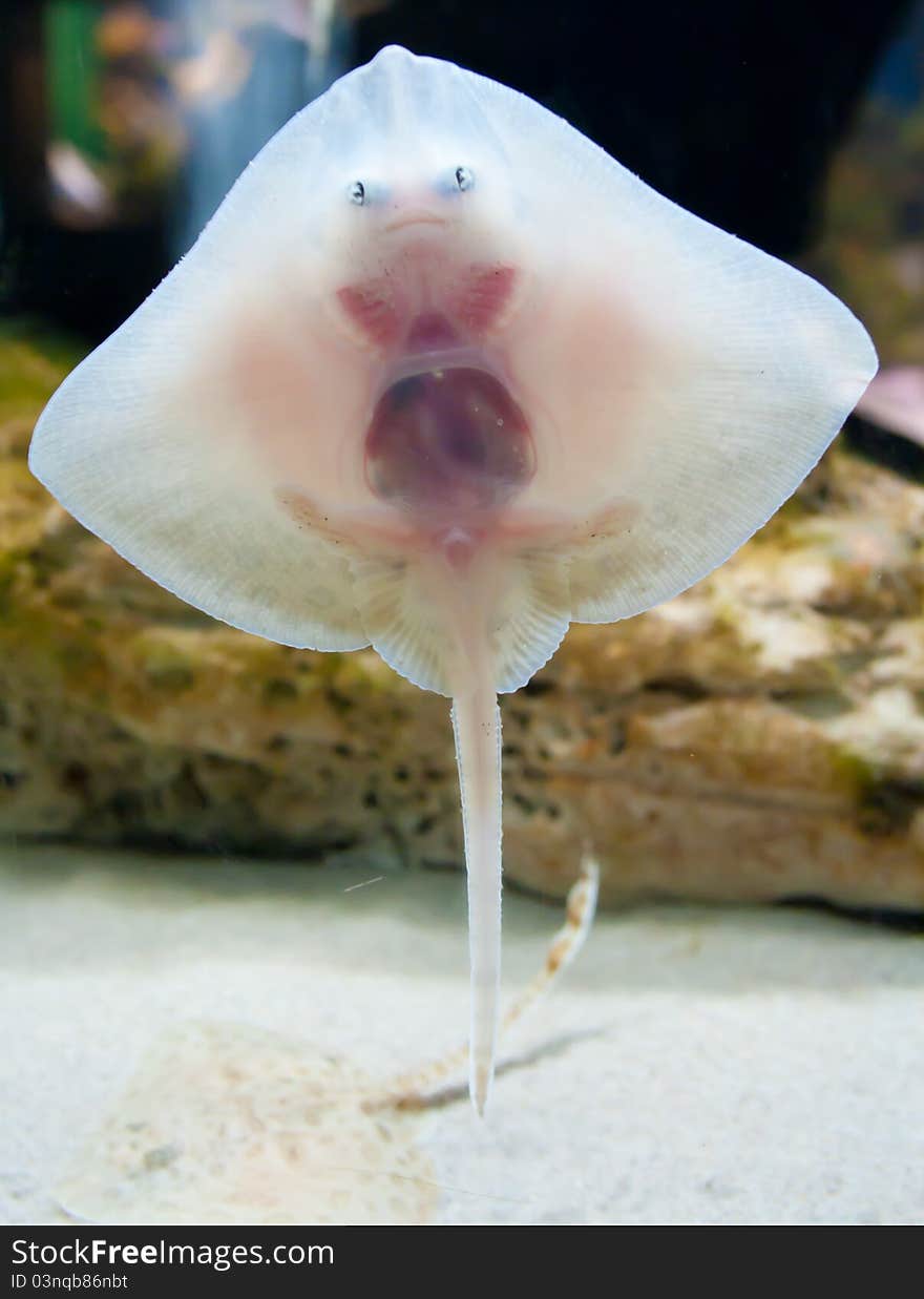 Stingray Underside