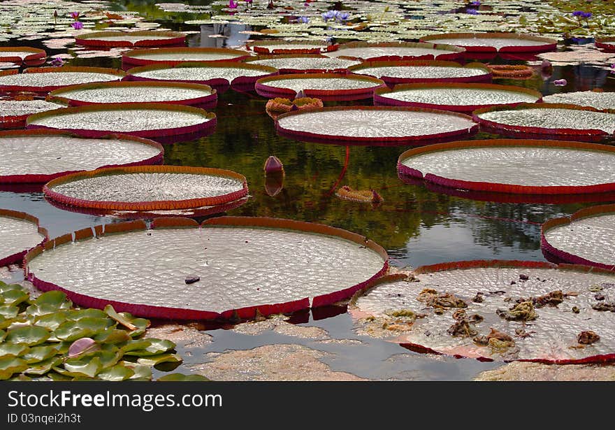 Gorgeous water lily, seerose