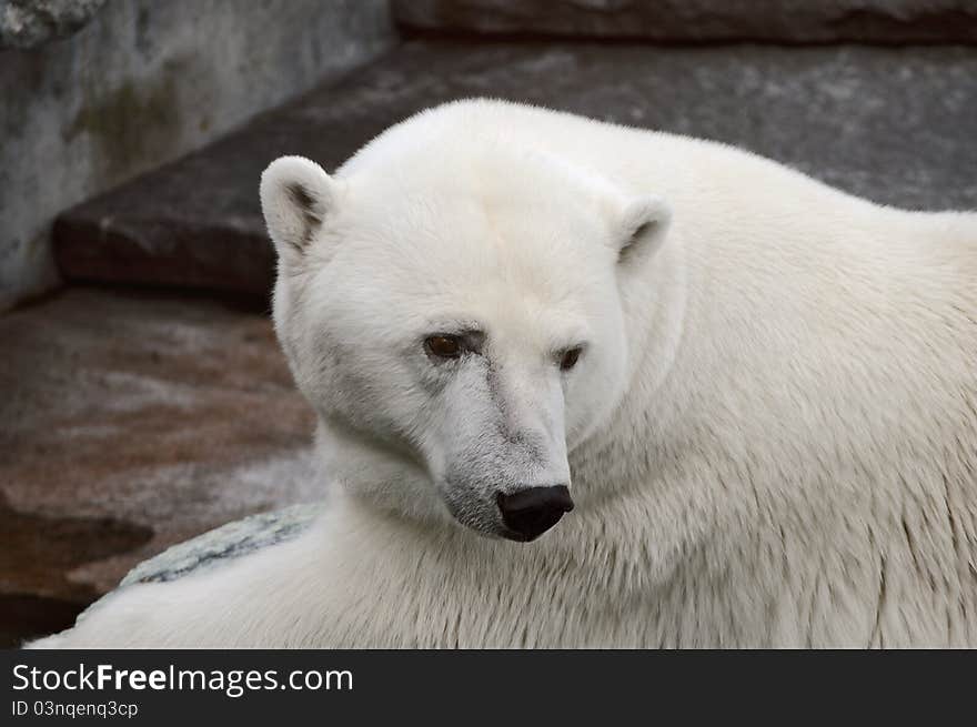 Polar bear in the zoo s pavilion