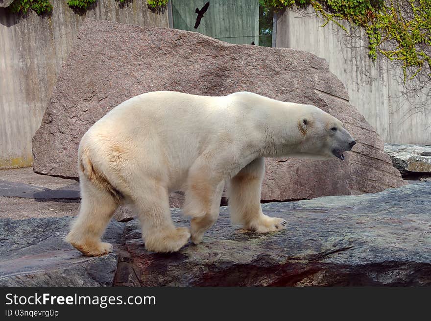 Polar bear in the zoo s pavilion