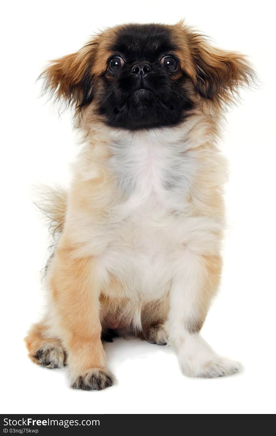 Puppy dog sitting on white background