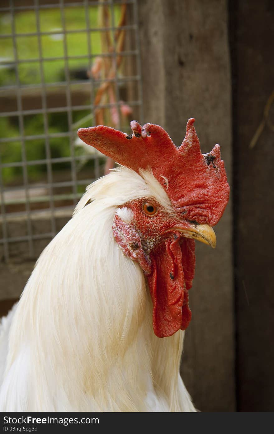 Close up of a head of a white chicken. Close up of a head of a white chicken