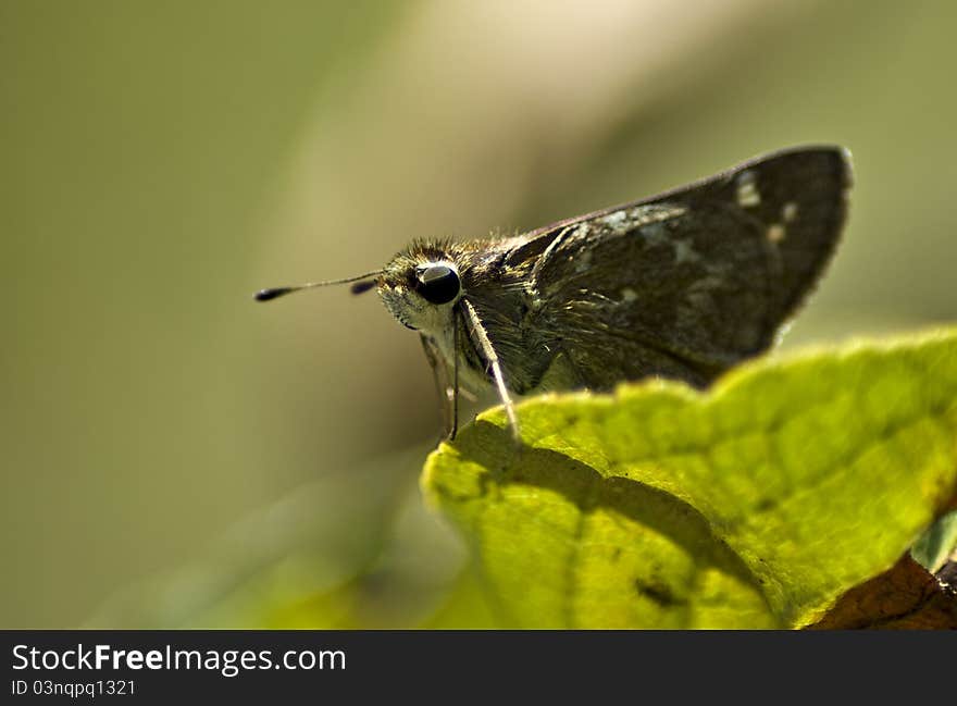 Skipper on a leaf looking at you