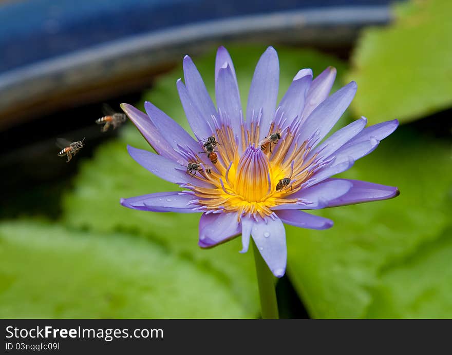 Purple Lotus with bees in Bangkok, Thailand