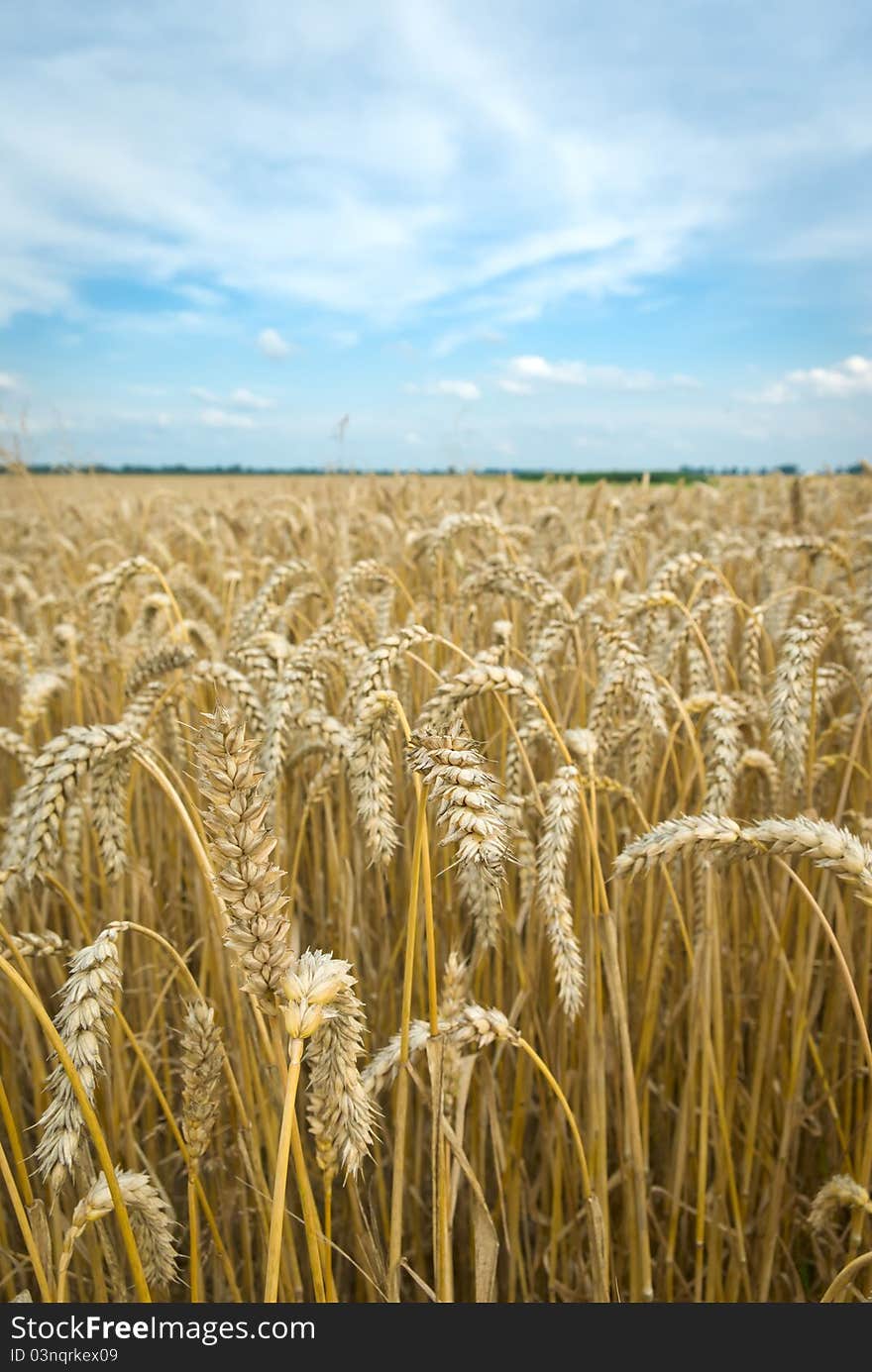 Agricultural field, nature and agriculture farming series