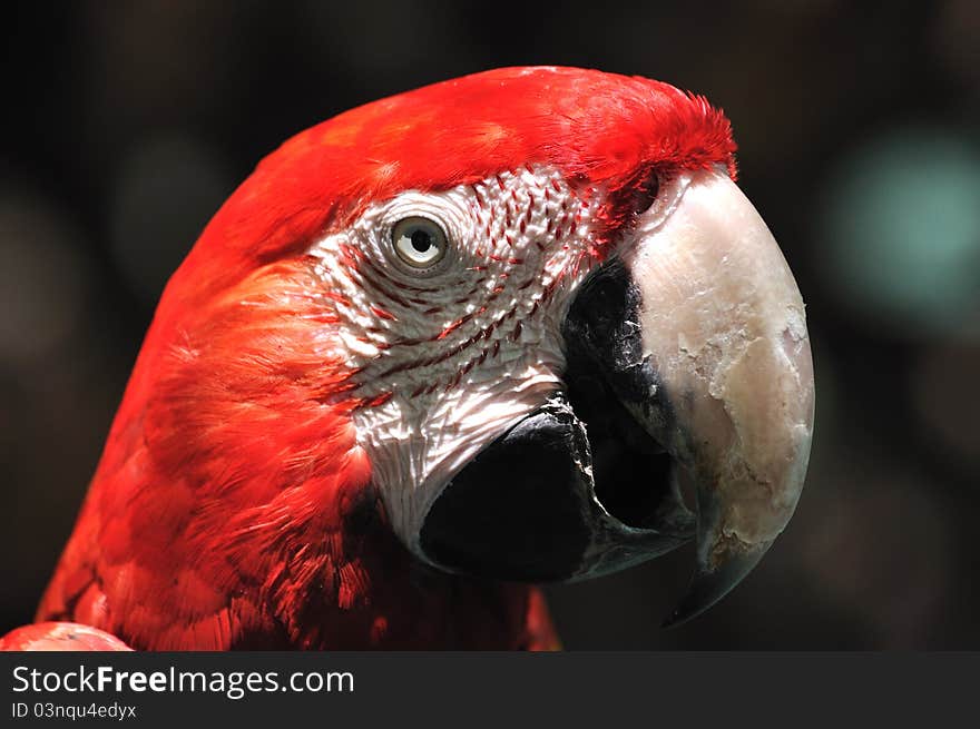 Face And Eye Feature Of A Macaw