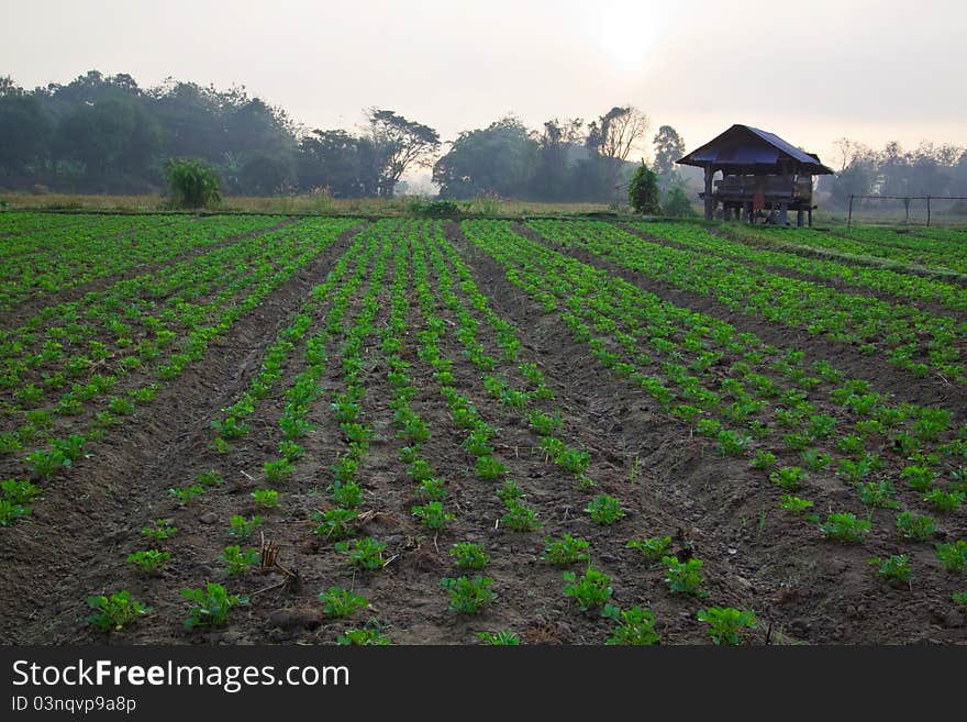 Groundnut Farm On Early Morning