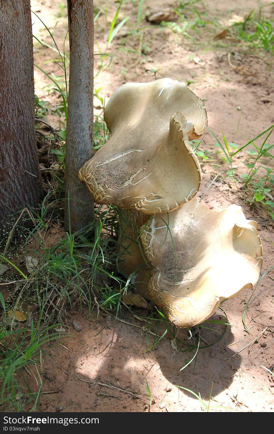 A picture of a kind of mushroom - Hed Teen Had (Rhinoceros Foot Mushroom) - Tricholoma crassum (Berk.) Succ., Tricholomataceae that is grown in natural environment