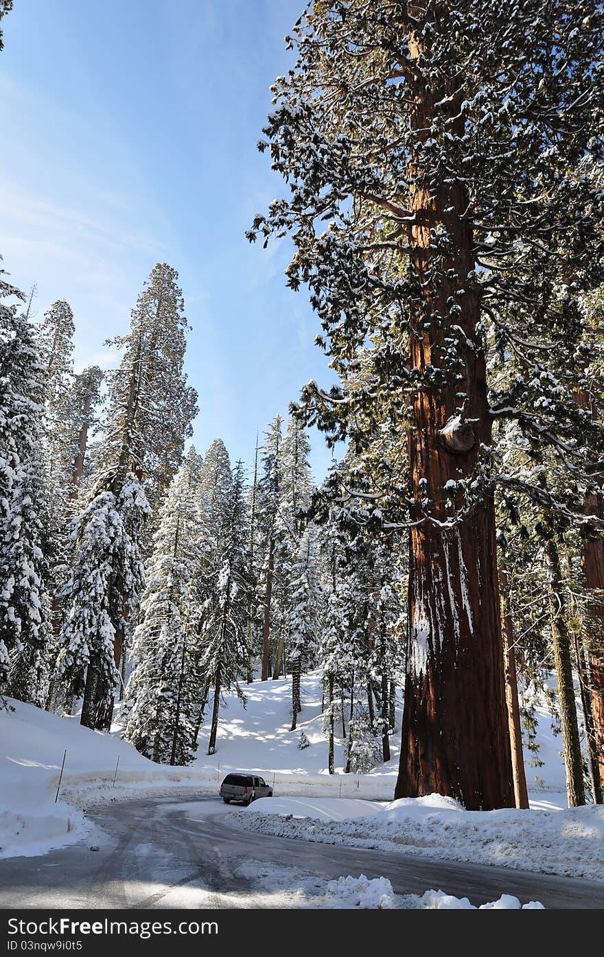 Winter road in forest covered by snow. Sequoia National Park in California, USA