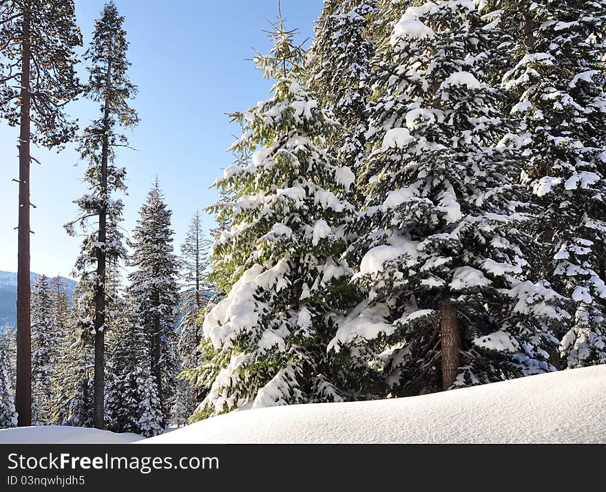 Winter Forest, spruce trees covered by snow. Sequoia National Park in California, USA. Winter Forest, spruce trees covered by snow. Sequoia National Park in California, USA