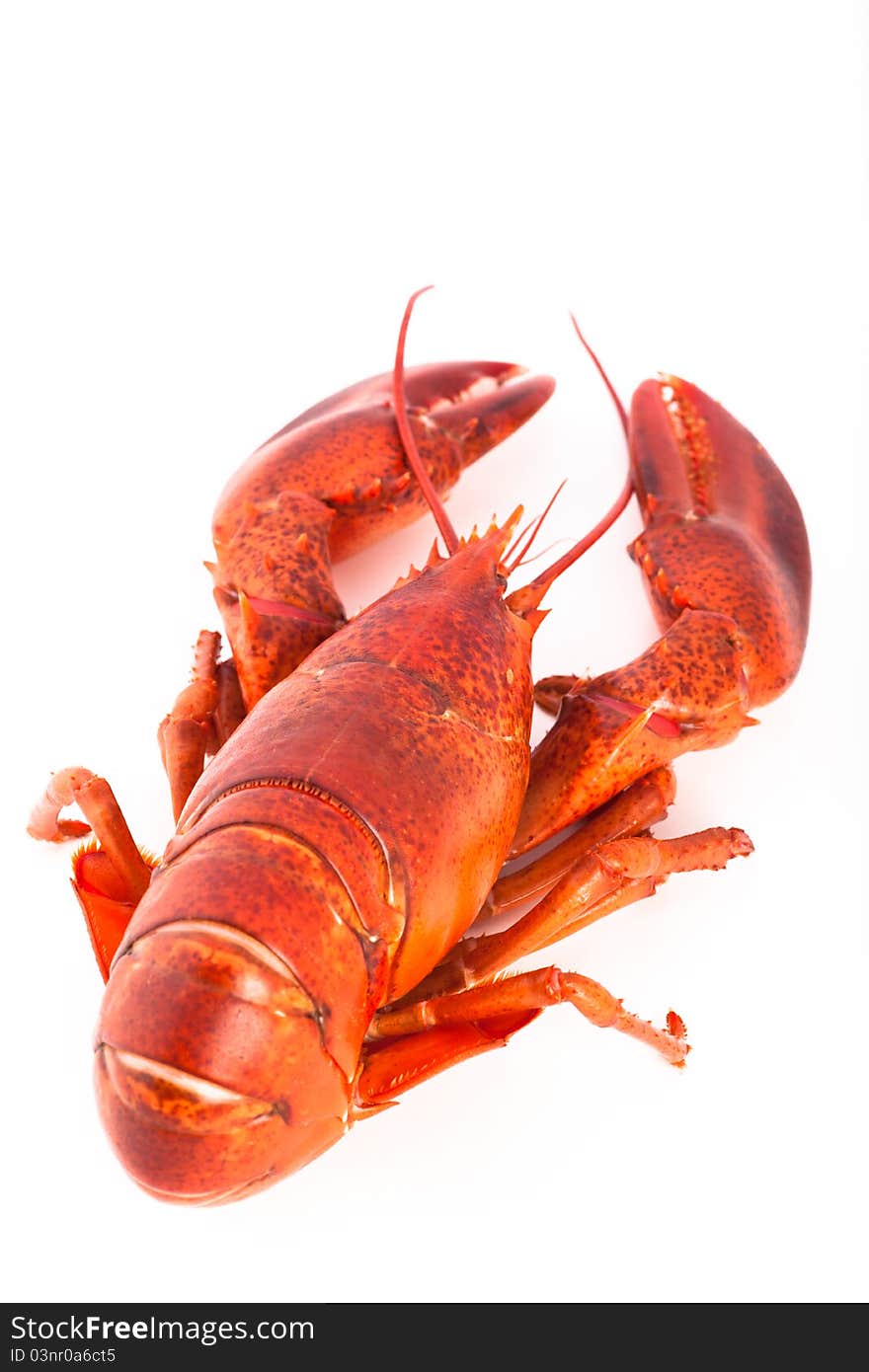 Whole cooked lobster, isolated on white background