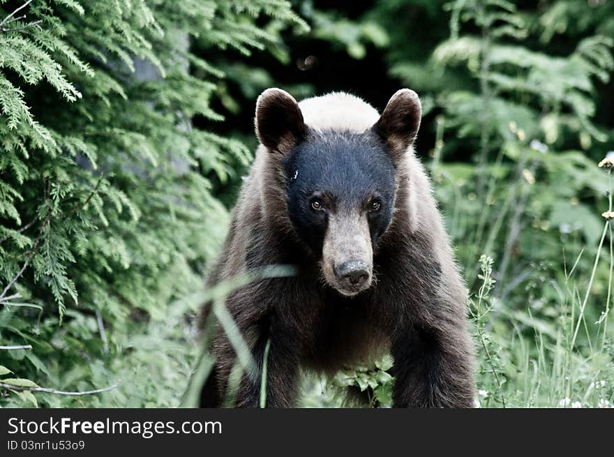 A close up of an aggressive brown bear. A close up of an aggressive brown bear.