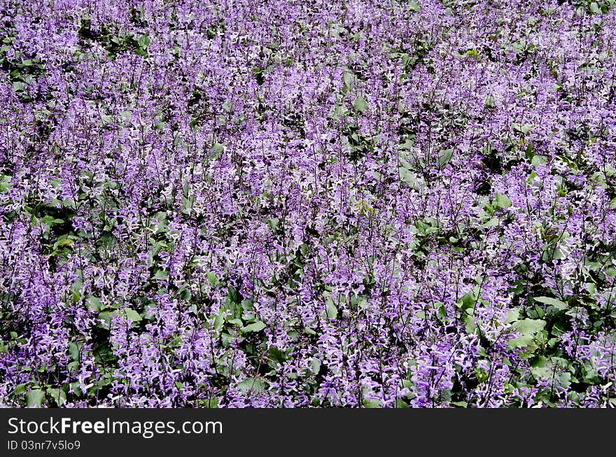 Group of beautiful purple flower in the garden