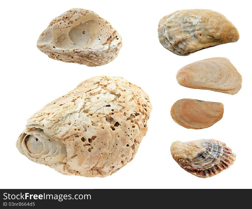 Collection of isolated shells on the white background. Collection of isolated shells on the white background