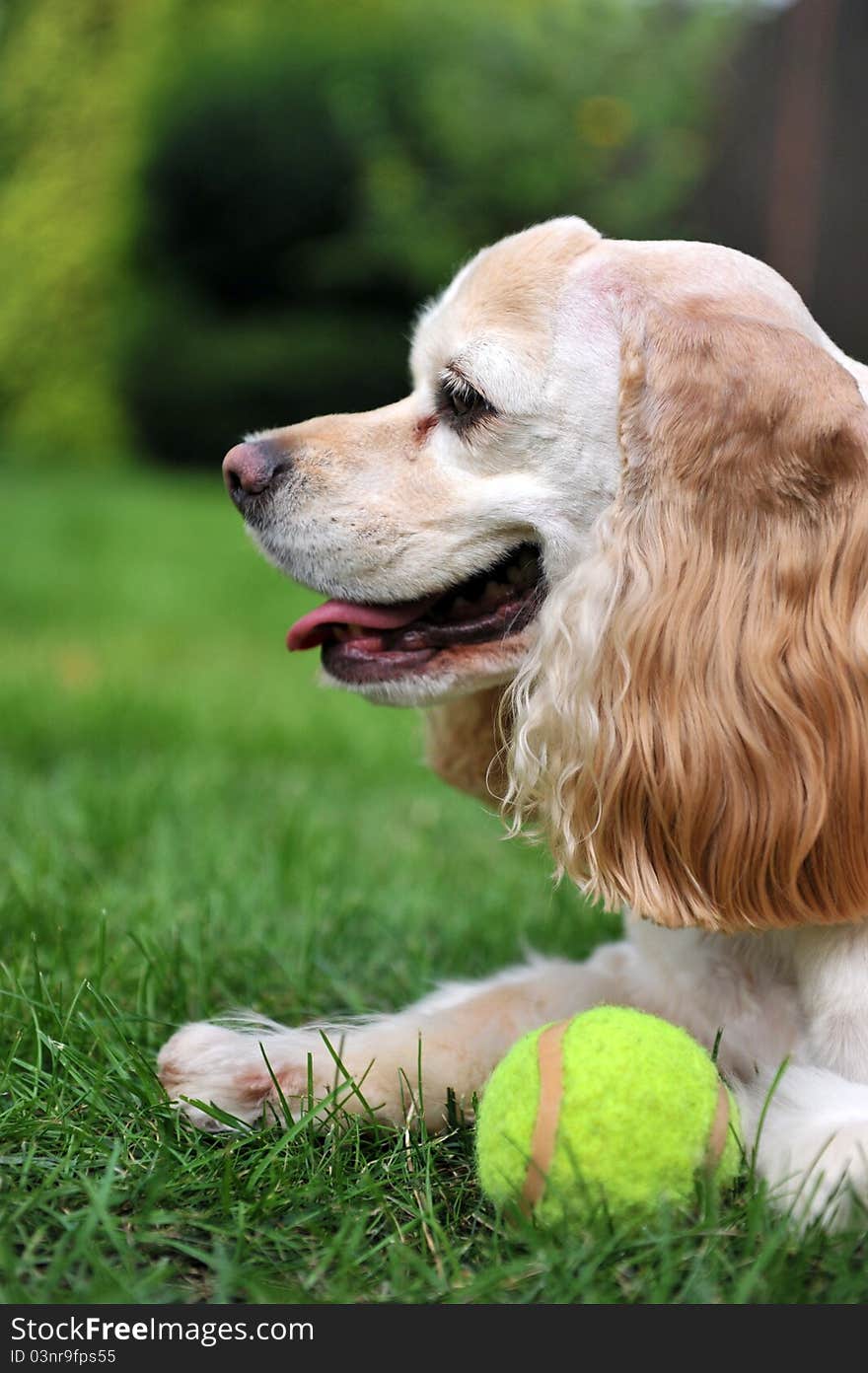 Dog sitting on grass - with tenis ball