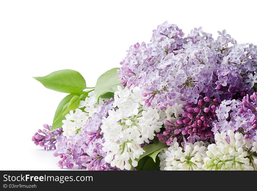 Beautiful lilac on white