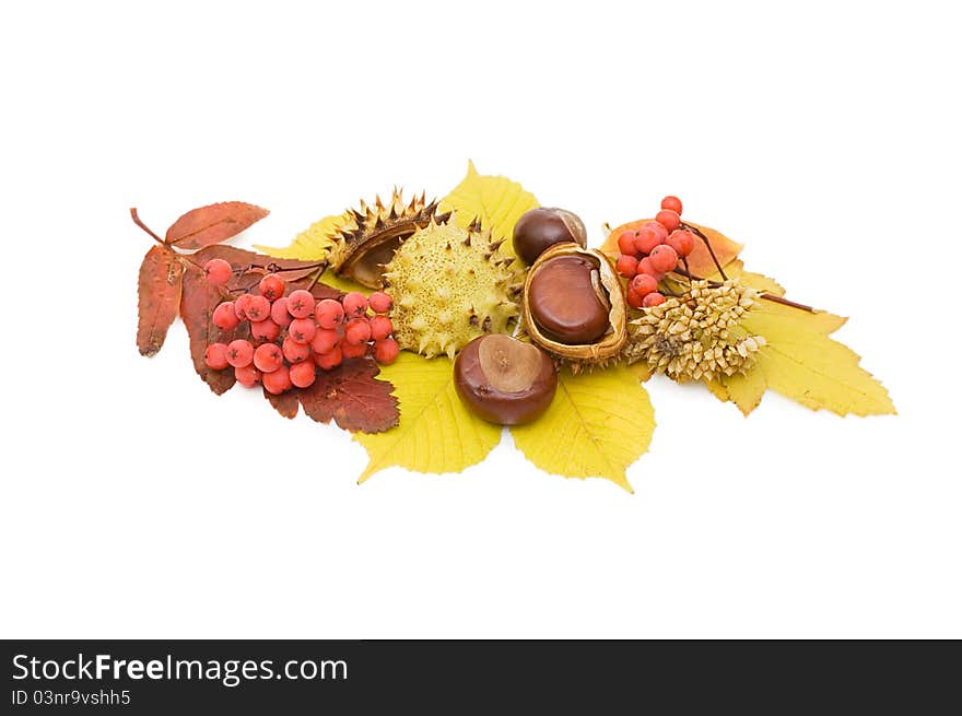 Brown chestnut nut closeup isolated on white