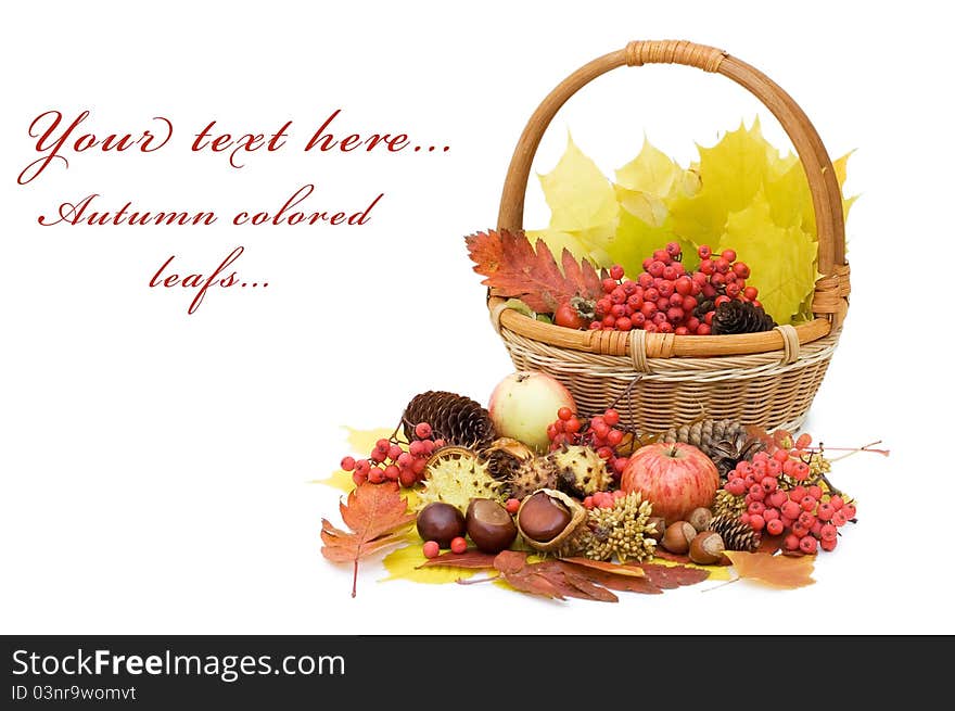 Autumn Leaves And Fruits Isolated