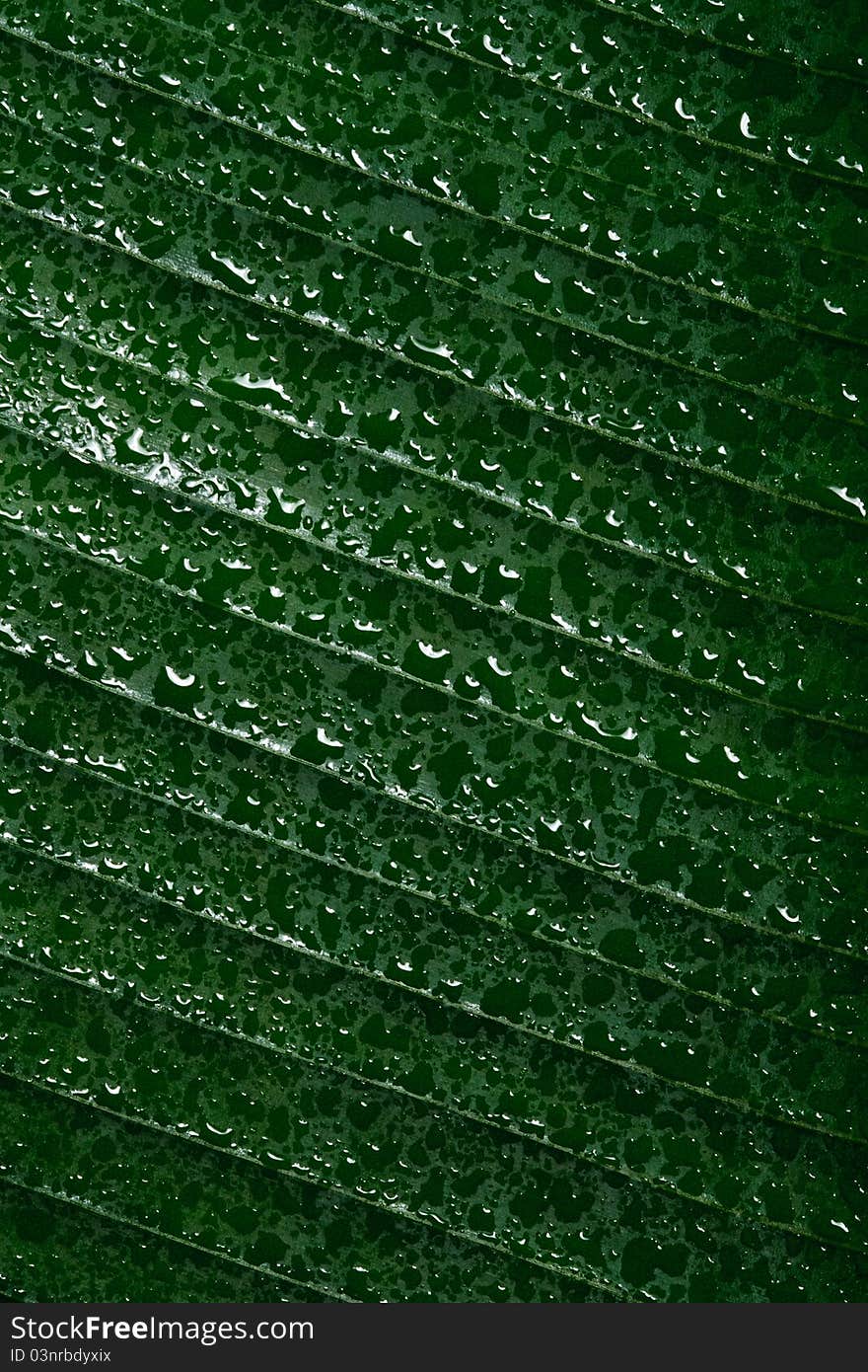 Drops of water on tropical leaf