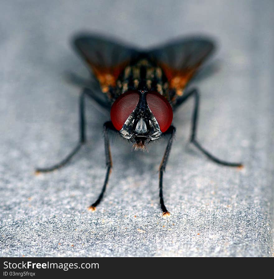 Stand alone black and brown common fly with red eyes macro/close up front view