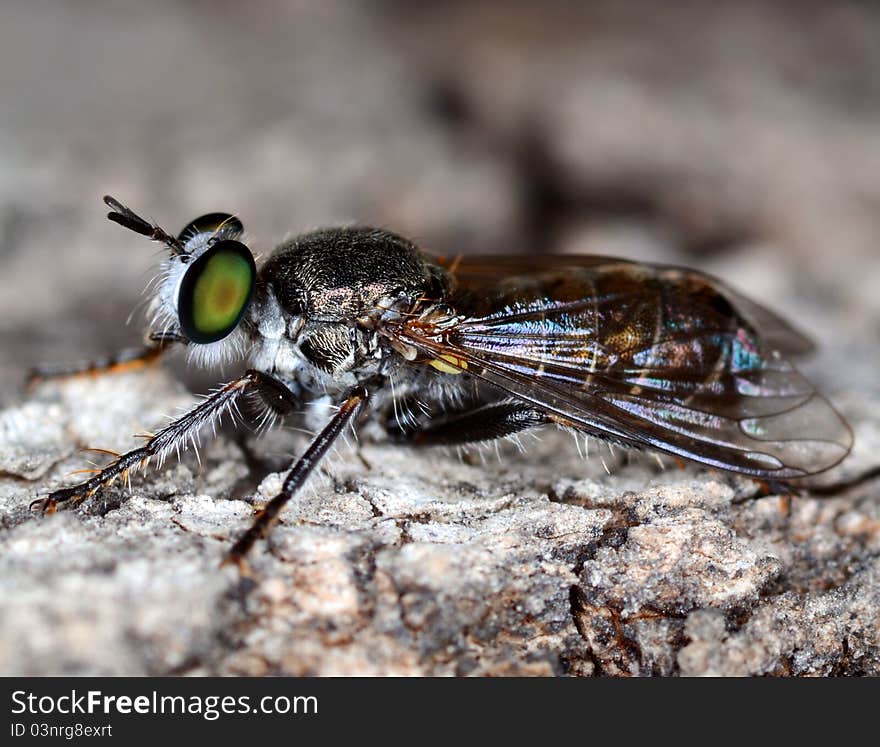 Stand alone black fly with green eyes standing on a tree crust macro/close up side view. Stand alone black fly with green eyes standing on a tree crust macro/close up side view