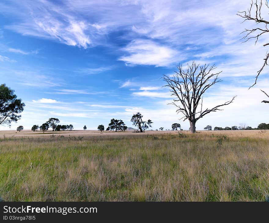 Desert Oak forest in central Australia.